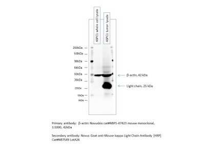 Western Blot: Goat anti-Mouse Kappa Light Chain Secondary Antibody [HRP] [NB7549] - Image from verified customer review.